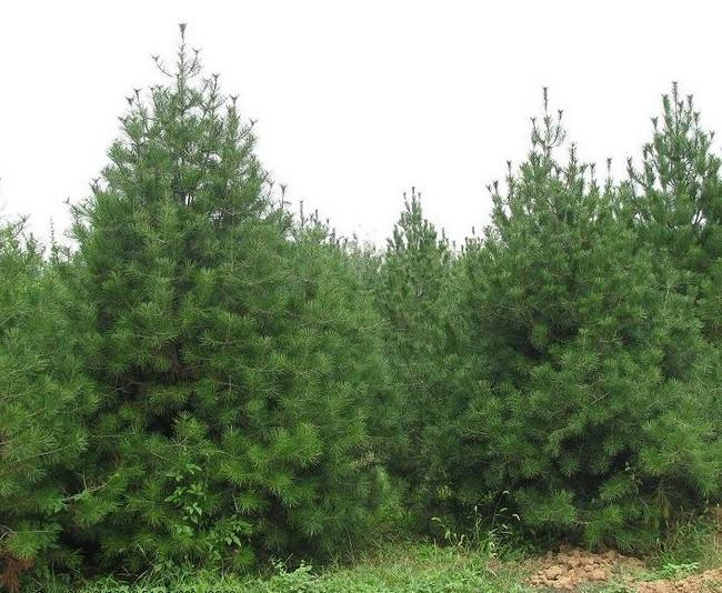 油松樹(shù)栽培