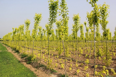 苗木在施肥時應(yīng)該注意哪些問題？