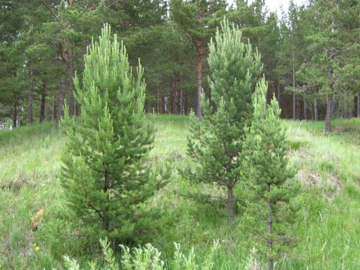 油松苗栽培的注意事項(xiàng)有哪些？